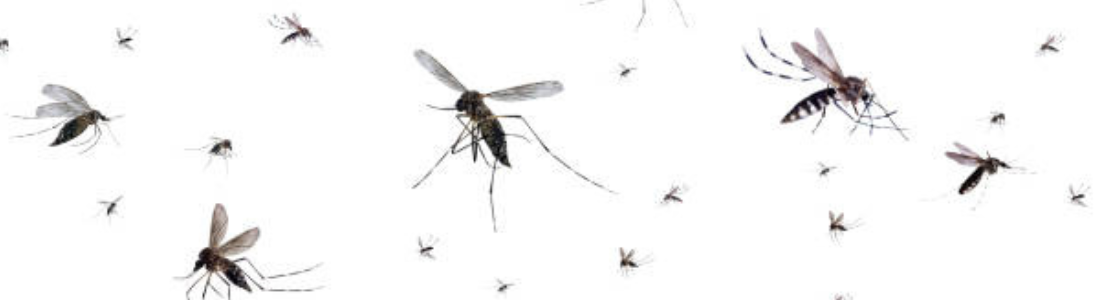 Insetos voadores  24 HORAS